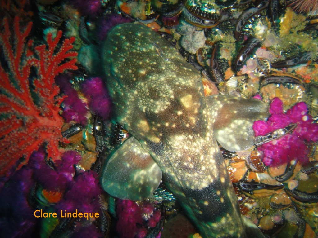 Puffadder shyshark taking a nap