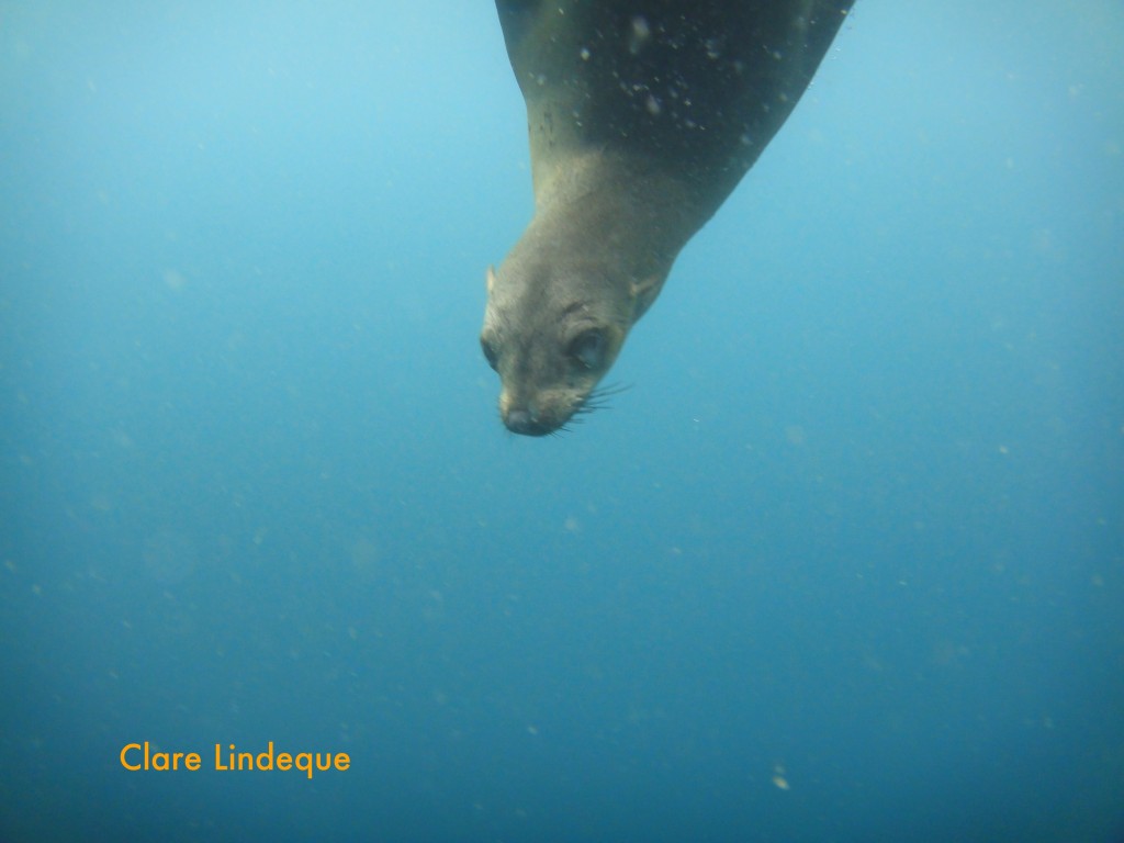 Seal at the safety stop