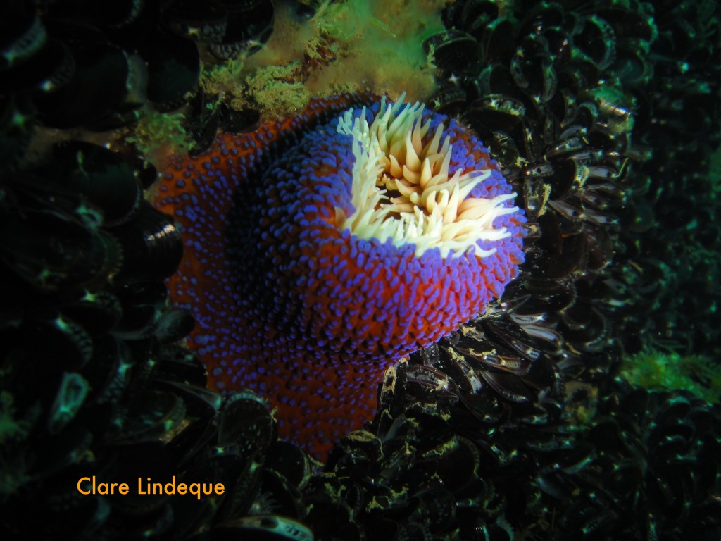 Knobbly anemone on the Aster