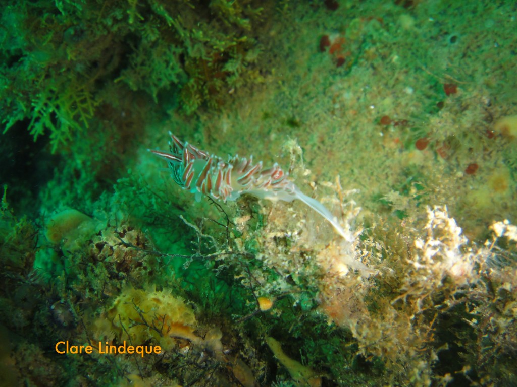 White-edged nudibranch on the Aster