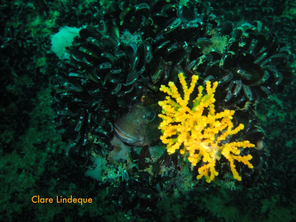 Horned blenny hiding on the Aster