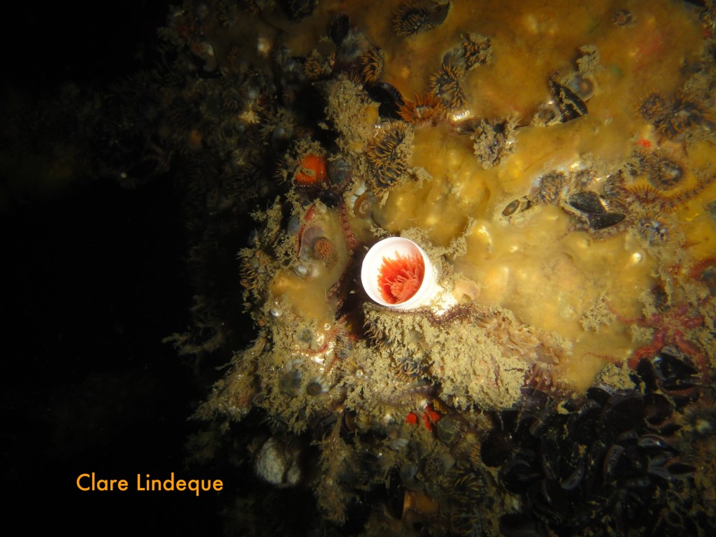 A tube worm retracts into its shell