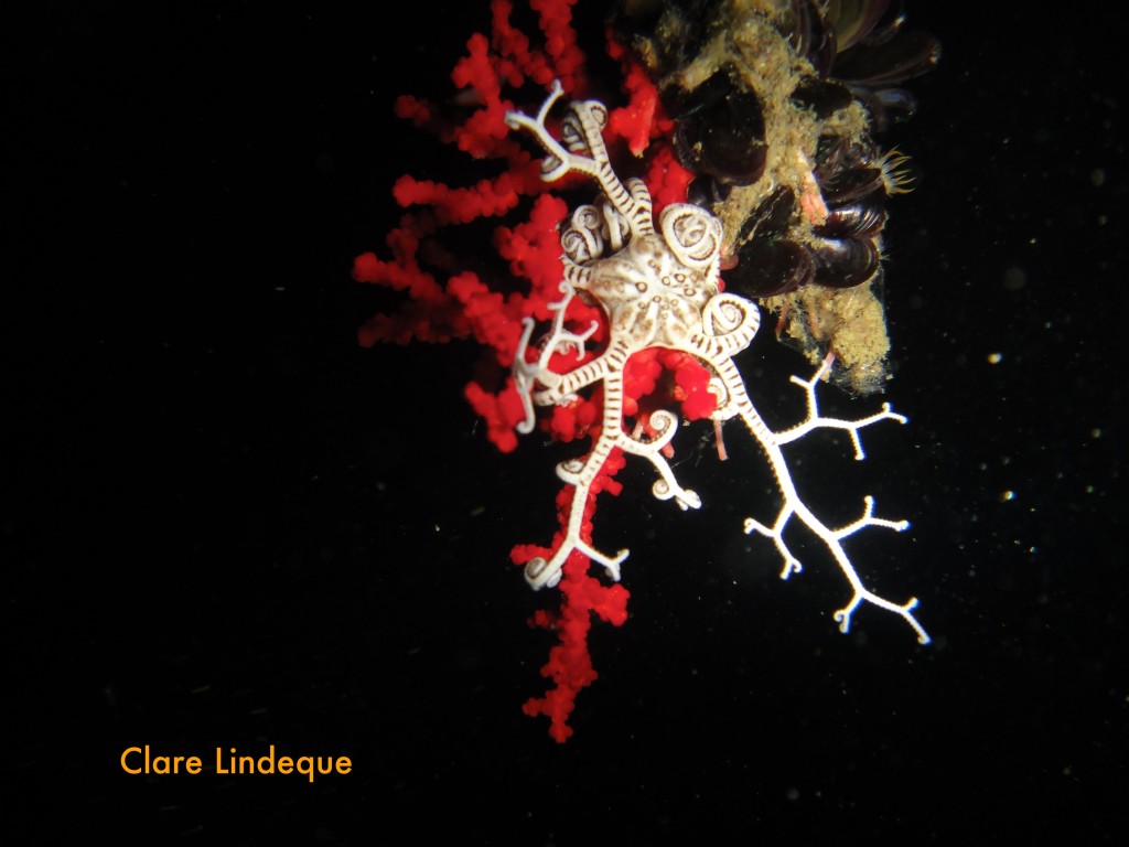 Basket star feeding at night