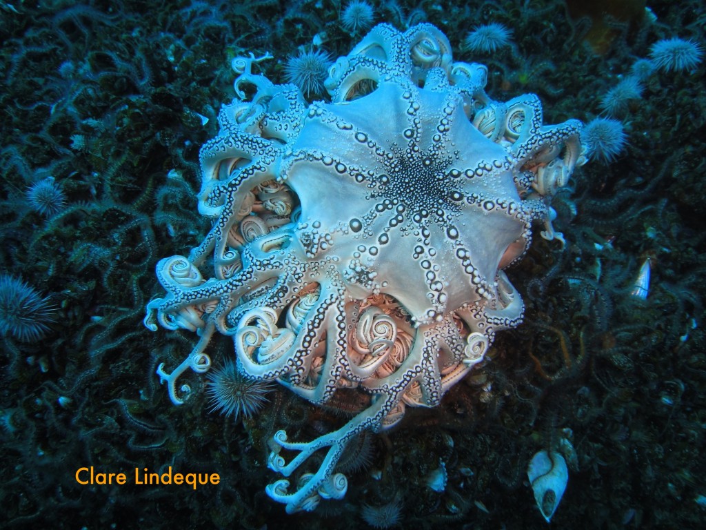 Basket star in repose on Tafelberg Reef