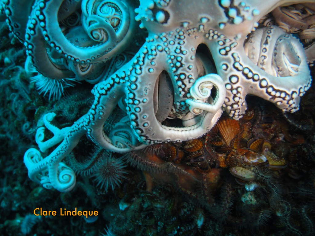 Basket star tentacles