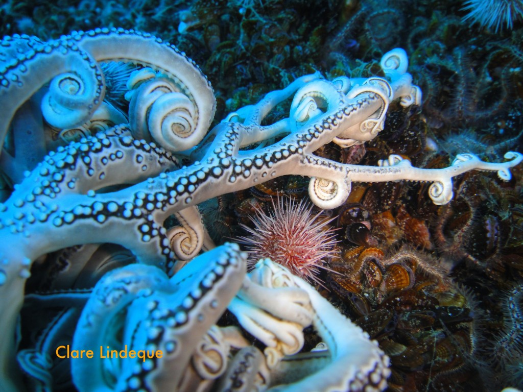 Basket star tentacles