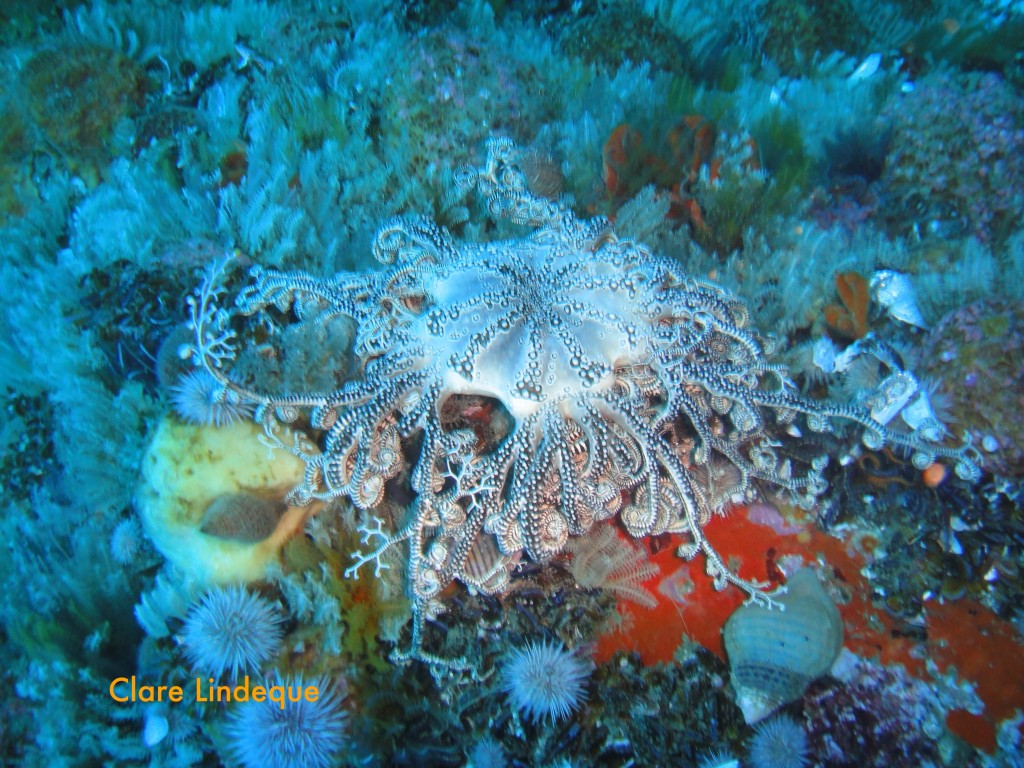 Basket star on Tafelberg Reef