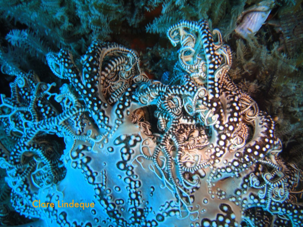 Basket star tentacles