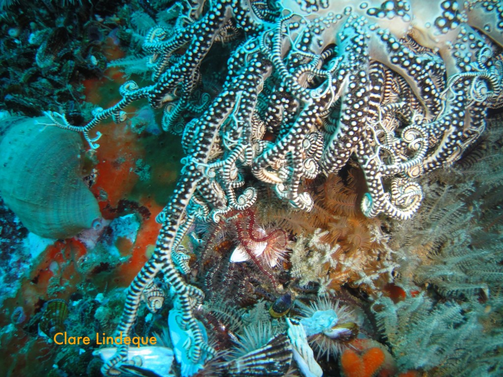 Basket star tentacles