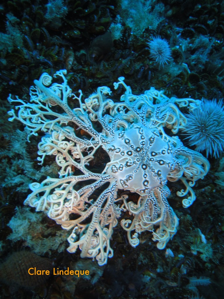 Basket star clinging to Tafelberg Reef