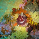 Dense invertebrate life on the pinnacles