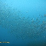 Massive school of hottentot, fransmadam and other fish