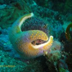 A sea star gets a grip and holds on tight