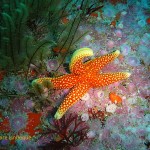 Granular sea star