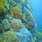 Lower down on the pinnacle, more sea fans and invertebrates appear