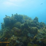 Redbait and urchins cover the tops of the pinnacles