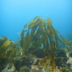 Kelp in the shallow water on top of the pinnacle