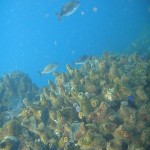 Fish above the redbait that crowns the pinnacles