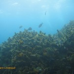 Fish feeding atop a pinnacle