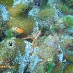 Cape rock crab hiding among the redbait on top of one of the pinnacles