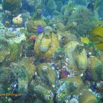 Redbait and kelp on top of the pinnacle