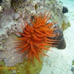 A large false plum anemone in the shallow water at Windmill