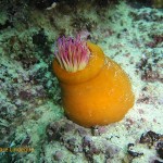 False plum anemone