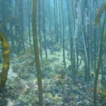 Kelp forest at Windmill Beach