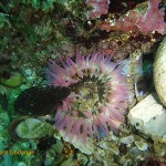 Anemone at Windmill