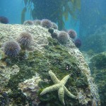 Urchins and a sea star cling to a rock at Windmill