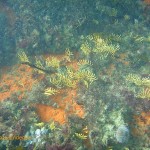 Baby sea fans at Windmill