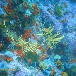 Sea fans and invertebrates on the wall