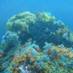 Narrow ridges of rock around the edge of the main reef