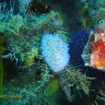 Blue gas flame nudibranch