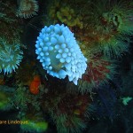 Silvertip nudibranch