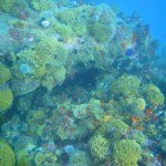 The reef is heavily overgrown with sea fans, bryzoans, corals and invertebrate life