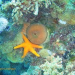 Red sea star cuddling up to a false plum anemone