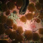 Variable soft coral