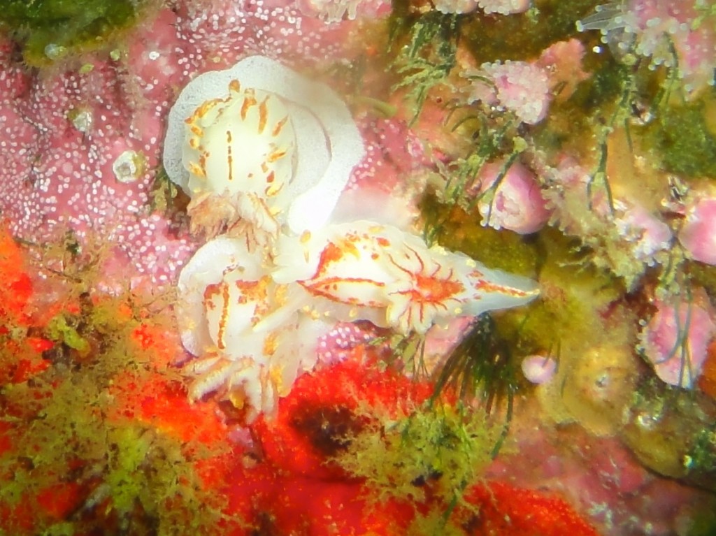 Three fiery nudibranchs and an egg ribbon