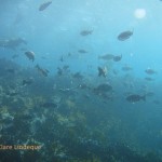 A handy school of fish near the rock