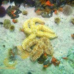 Spiny sea star embrace