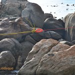 The yellow line attached to the net, joined to a light red line for pulling it ashore