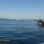 The Shark Explorers boat at Duiker Island