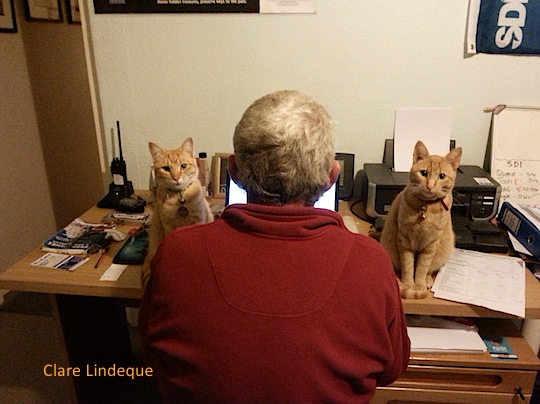 Fudge and Junior supervise my newsletter writing