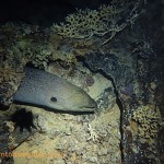 Moray eel