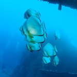 Longfin batfish on the Chrisoula K