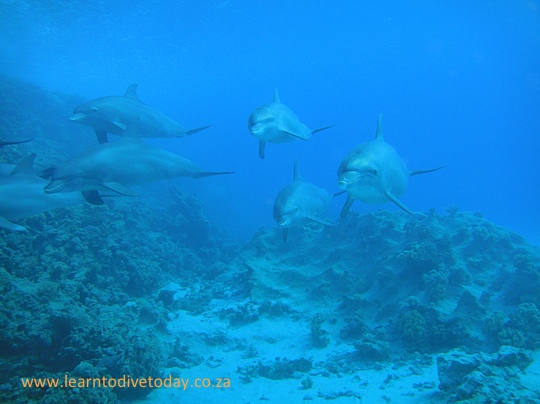 Dolphins at Dolphin House, Sha'ab El Erg