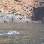 Richard swims past the cave near Cape Point