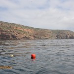 Flotsam near Cape Point