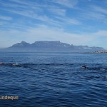 Three swimmers before Table Mountain